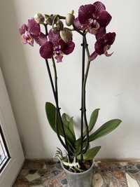 Орхідея на 2 гілки-520 грн