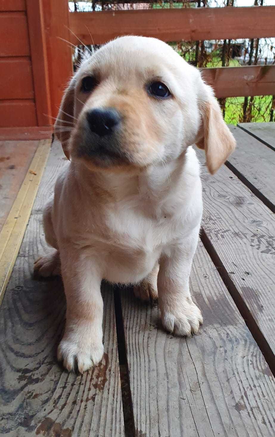 Labrador Retriever ZKwP FCI pies piesek biszkoptowy rodowod
