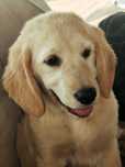 Golden retriever suczka