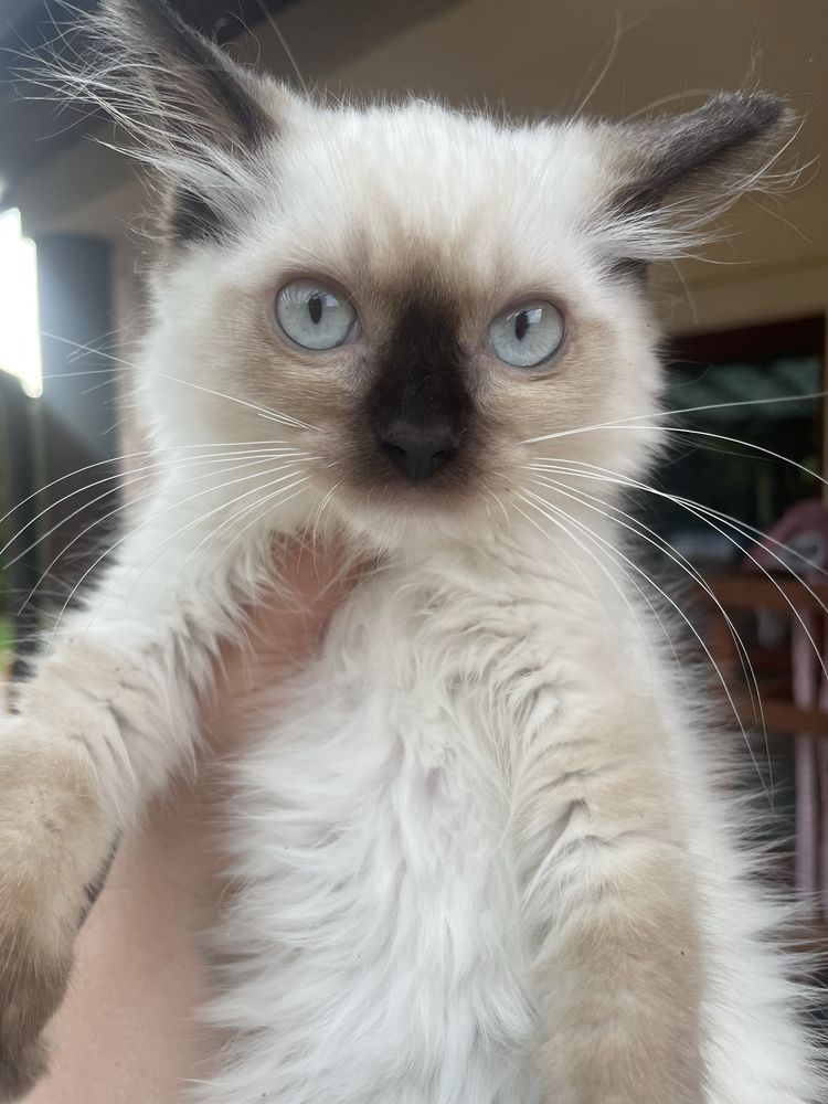 Kocurek i koteczka Ragdoll lub do hodowli
