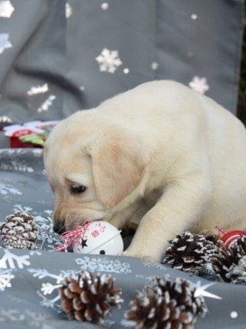 Piesek Labrador retriever