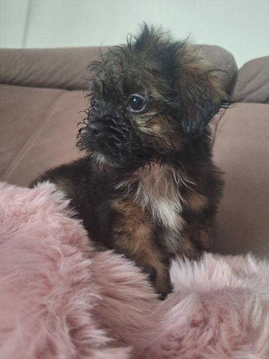 Cukiereczek unikatowy maluszek shih tzu czeka na dom