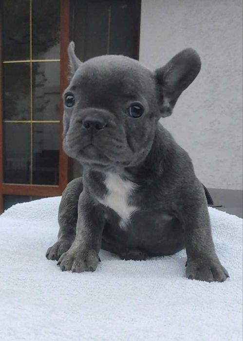 Мальчики и девочки французского бульдога