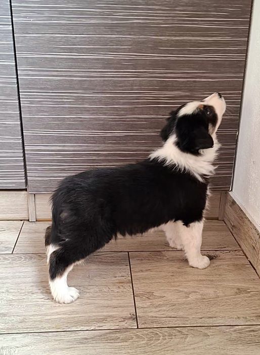 Amazing Ponidzie Border Collie