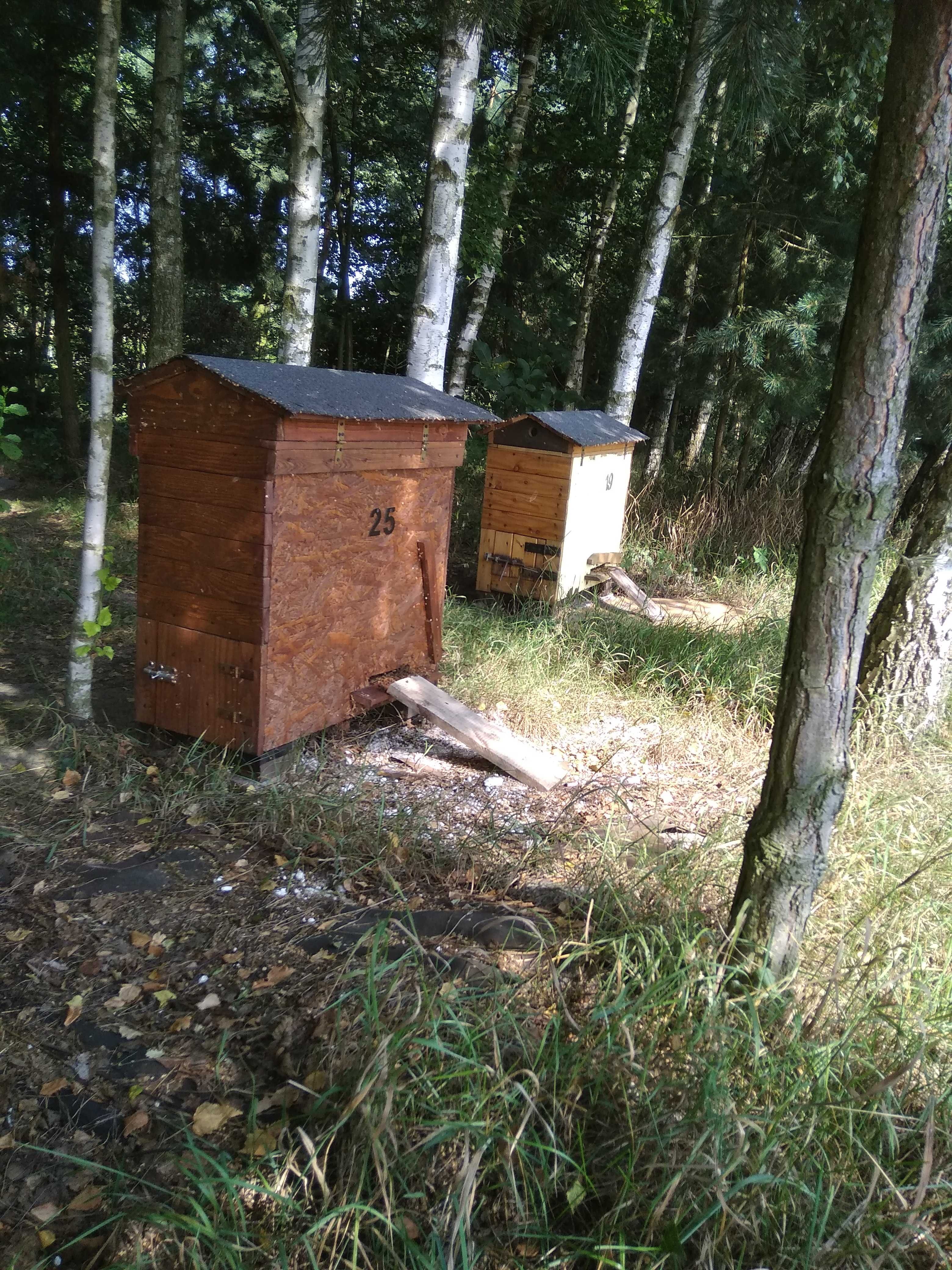 Pszczoły , Odkłady pszczele Ramka WZ