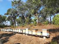 Enxames 10 quadros abelhas + colmeia + cera = tudo incluido