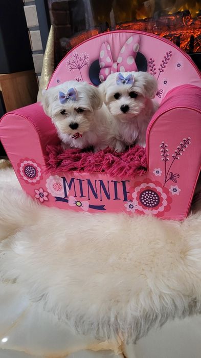 Śliczna suczka maltańczyk z wyprawka