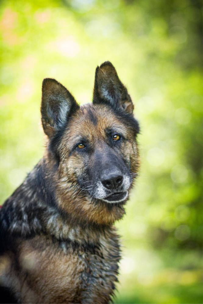 Liszka poleca się do adopcji!