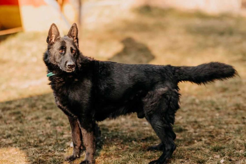 Imponujący, piękny, duży Blacky poleca się do adopcji!!!
