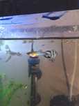 Peixe guppy / guppies