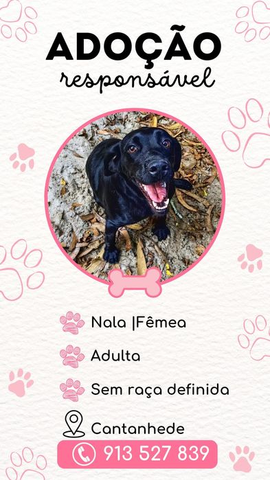 Adota.nos (cães para adoção responsável)