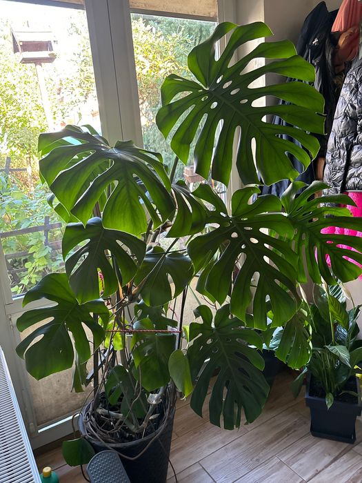 Wielki Monster 170 cm