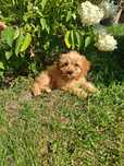 Cavapoo śliczny piesek
