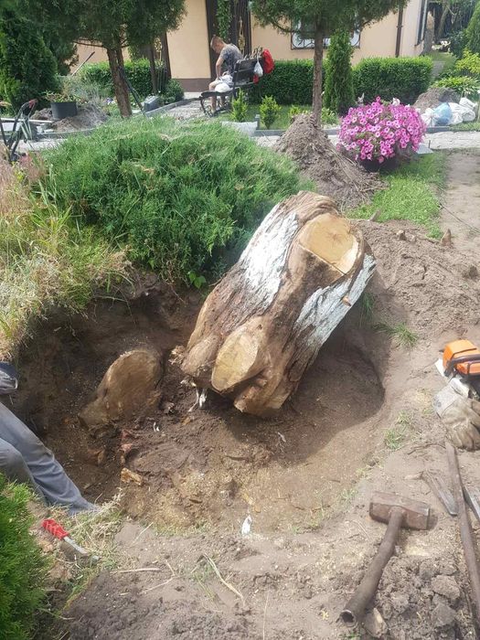Корчування пнів пеньок пень виконувати пеньок