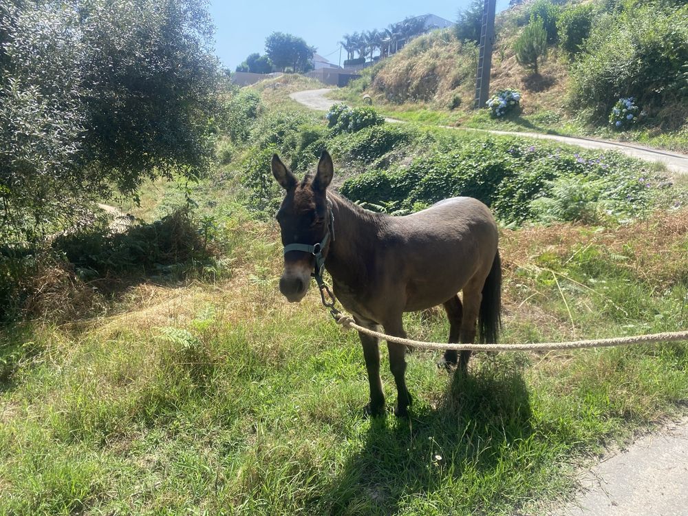 Burro macho cruzado de ponei