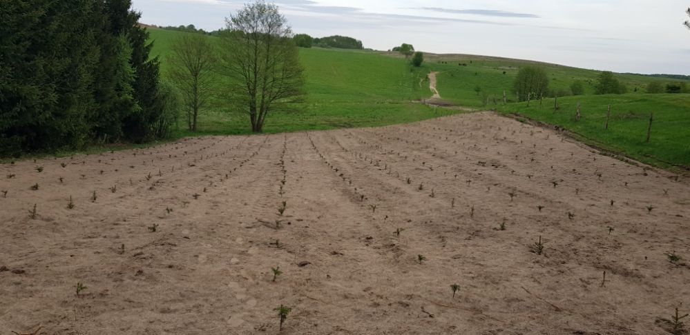 Wycinka drzew,samosiejek,krzakow,Dzierżawa grunow..Usługi Lesne Transp