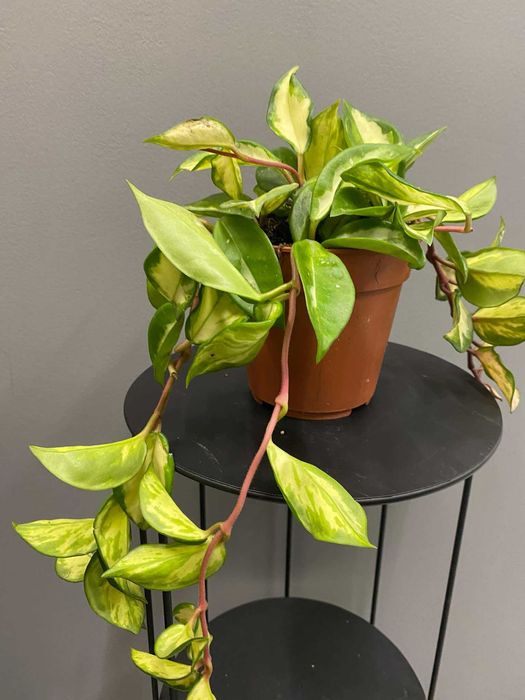 Hoya Carnosa Tricolor (woskownica) Hoja