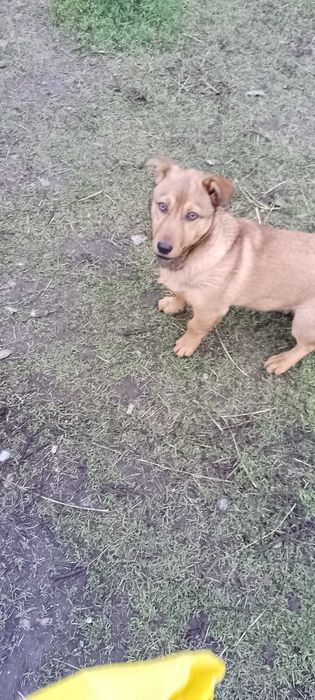 Хлопчик пів року, маленький