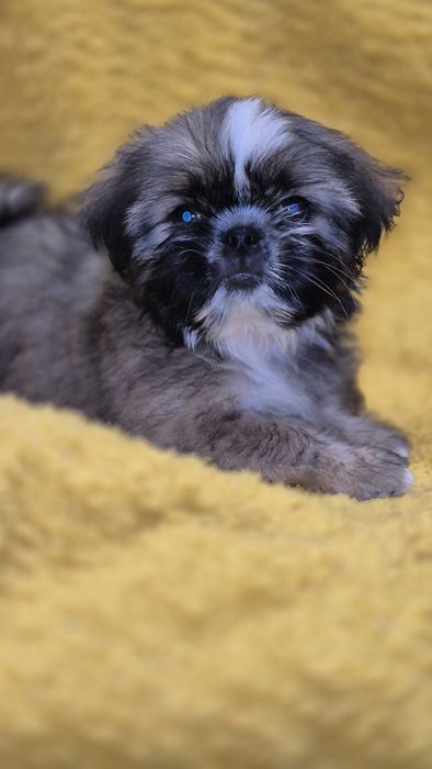 SHIH TZU śliczny piesek