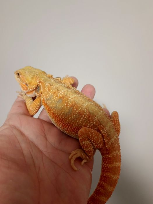 Agama Brodata 14 tygodni