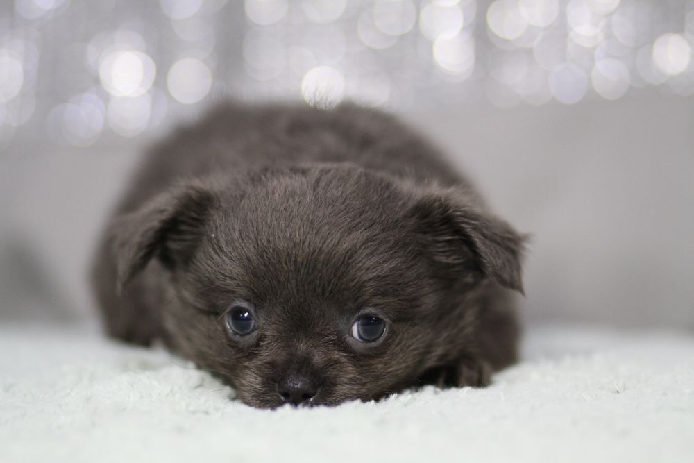 ***Chihuahua długowłosa blue niebieski**