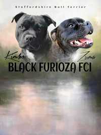 Staffordshire Bull Terrier fci zkwp