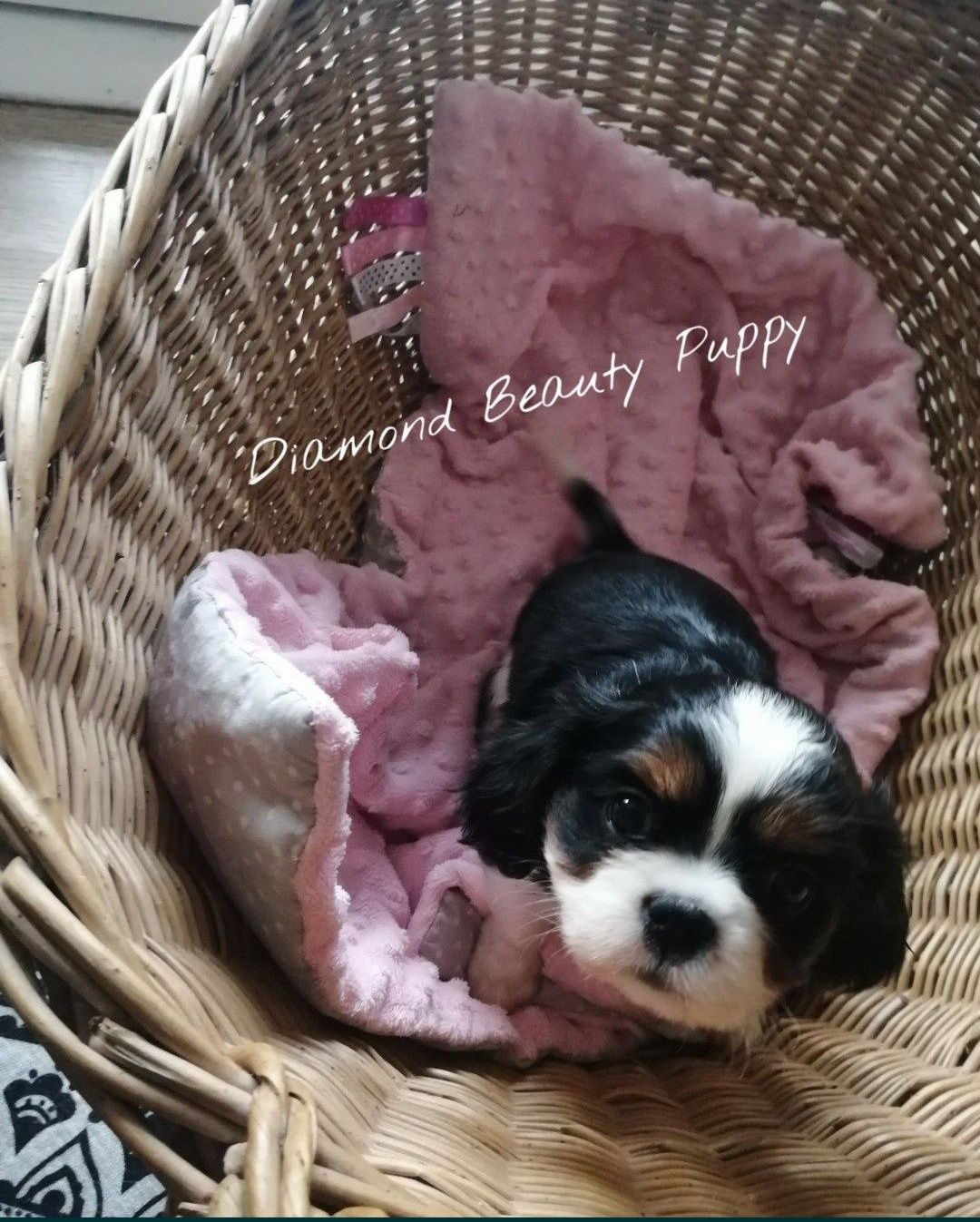 Suczka Cavalier King Charles spaniel TRI color dostepna