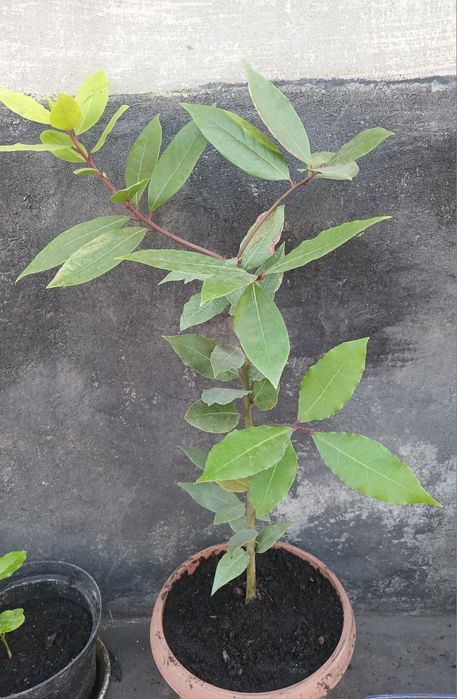 Продам лавровый саженец