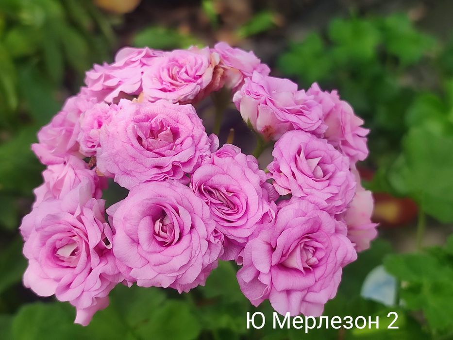 Пеларгонія 100грн.