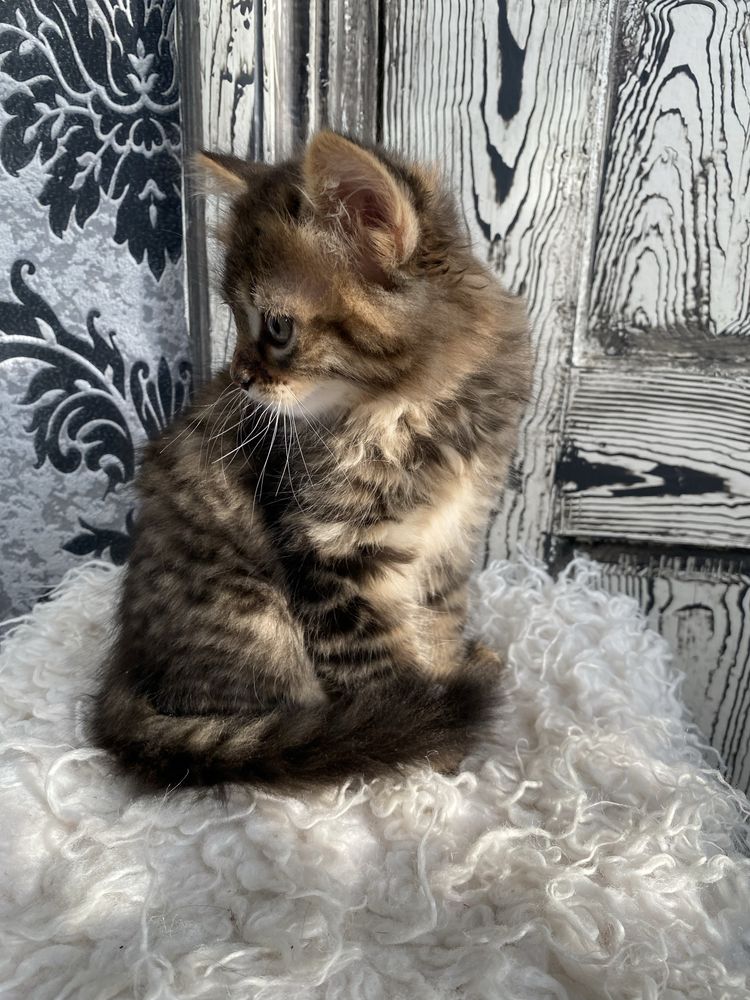Котик сибірського окрасу