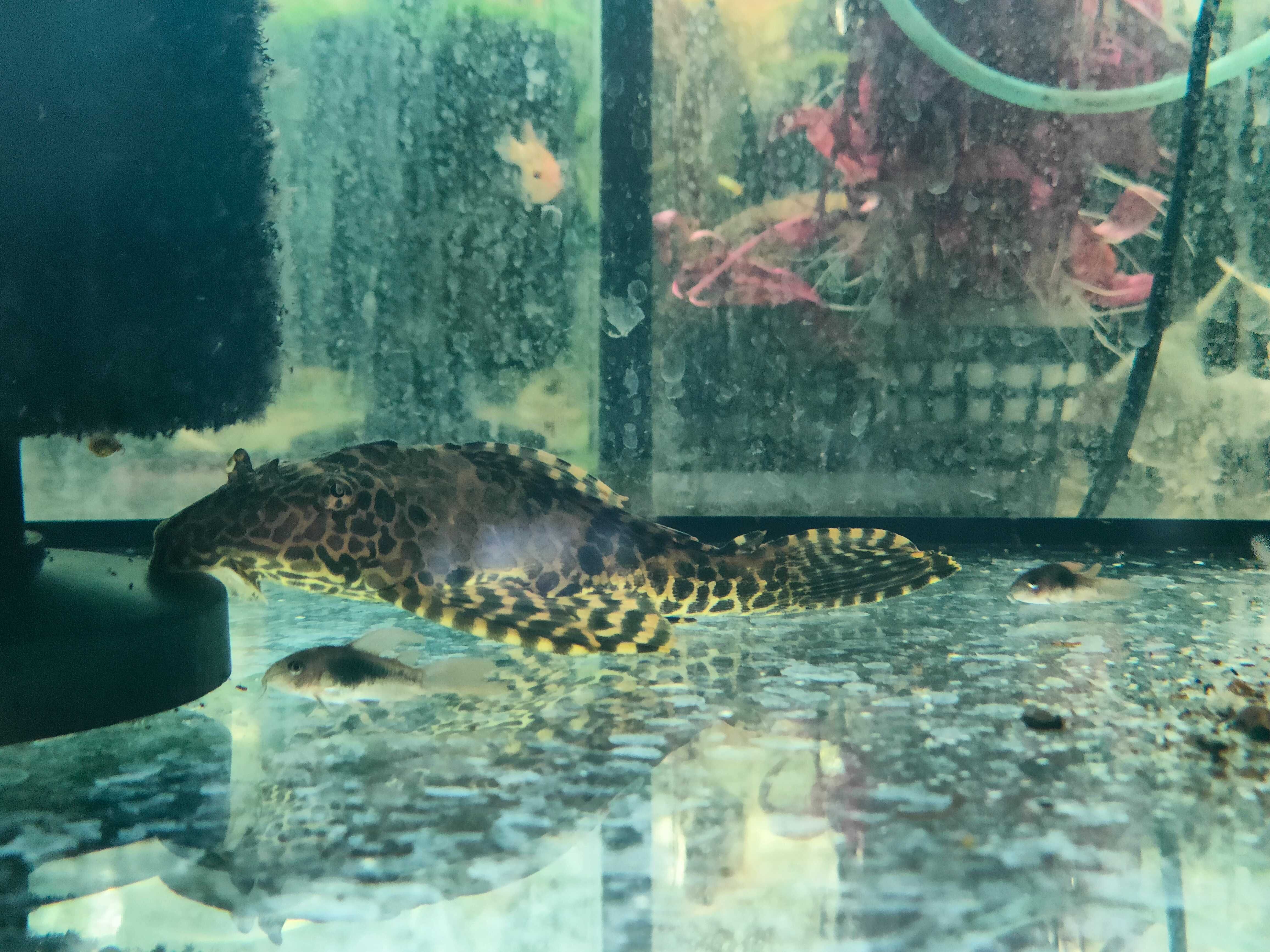 Zbrojnik Lamparci Gibiceps- Tina Zoo Jasna