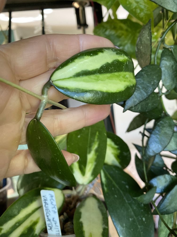 Hoya acuta variegata 2 liscie