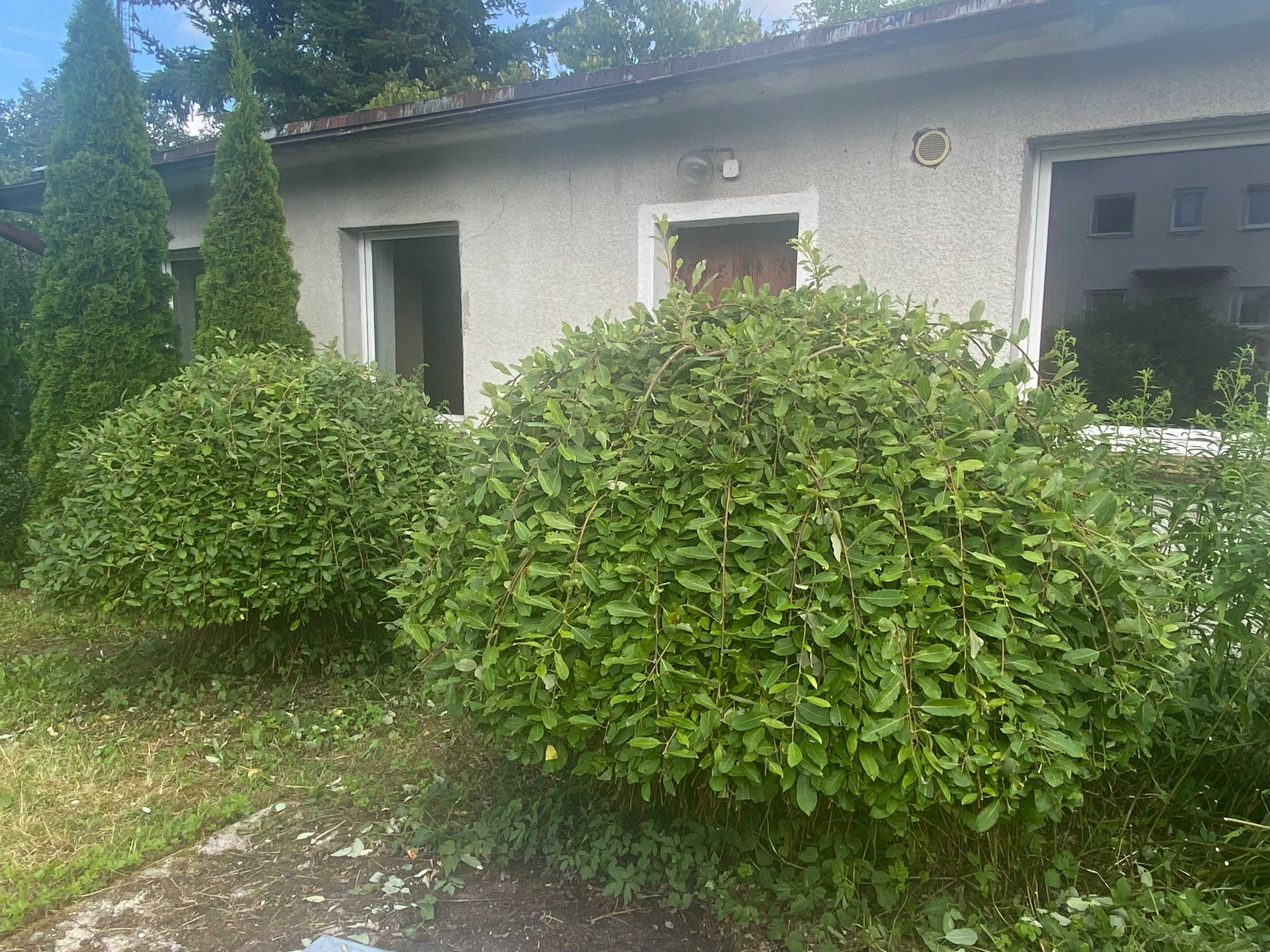 Wierzba zwisająca na pniu wysokość 150cm szerokość 180cm - 2 sztuki