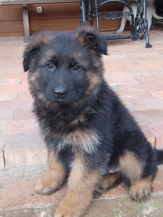 Owczarek niemiecki długowłosy