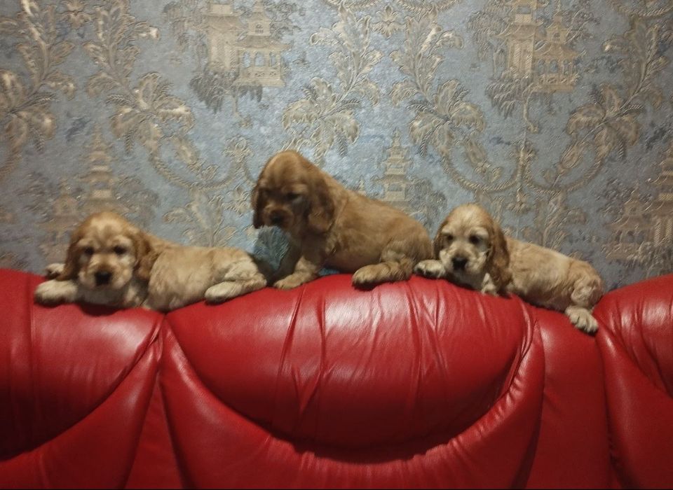 Шикарні цуценята англійських кокер спаніелів