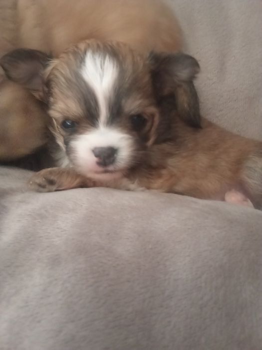 Rezerwacja suni Chihuahua długowłosa