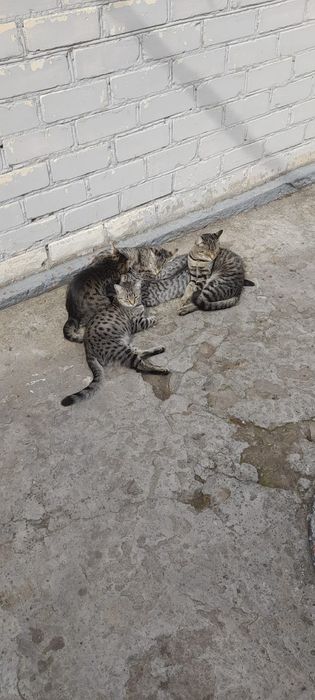Котенка отдам в семью.