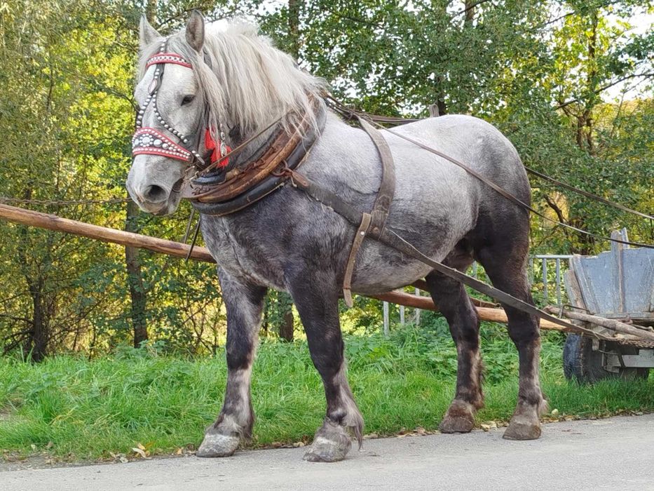 Sprzedam dwa wałachy na 4 roku.