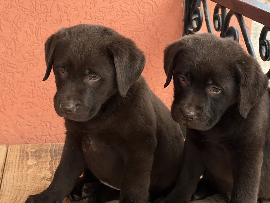 Лабрадор ретрівер ( шоколадний)