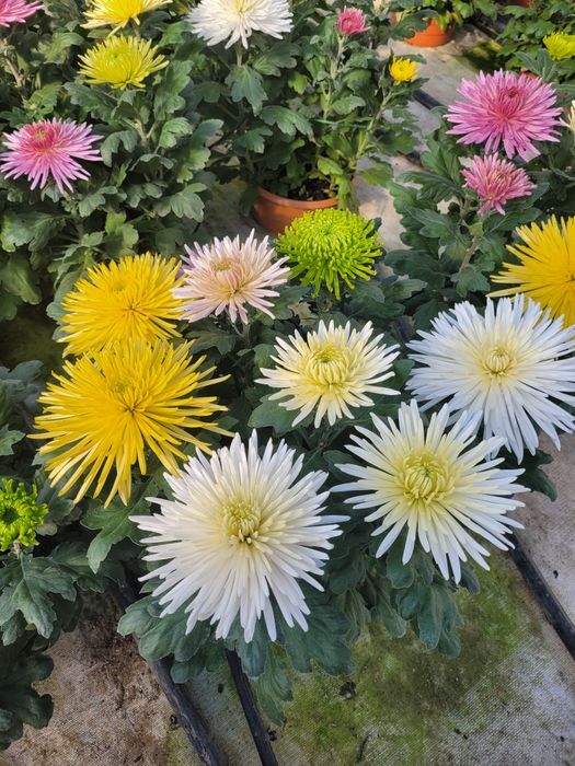 Chryzantemy Wielkokwiatowe * Średniokwiatowe *ANASTAZJA*IRINA*ROSELA*