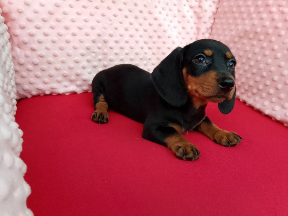 Jamnik szczeniak piesek