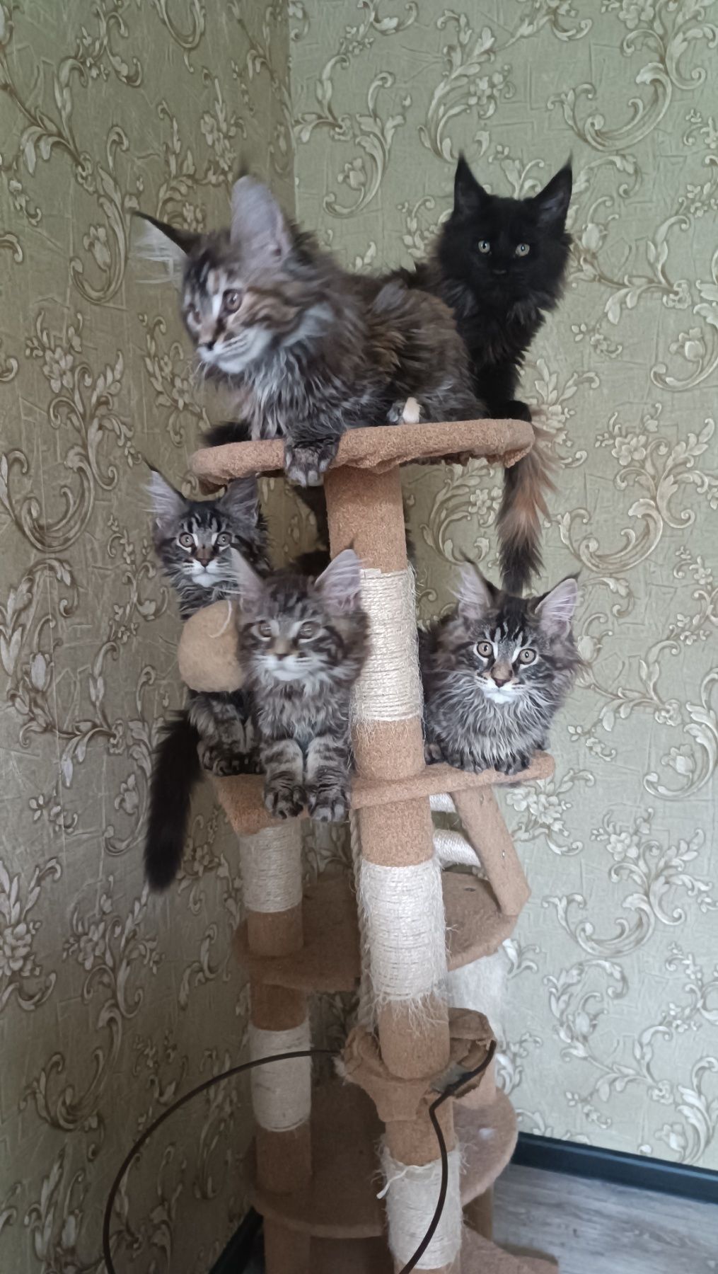 Истинные Мейн куни котята