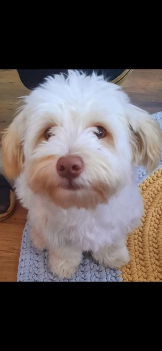 Oddam psa wykastrowany