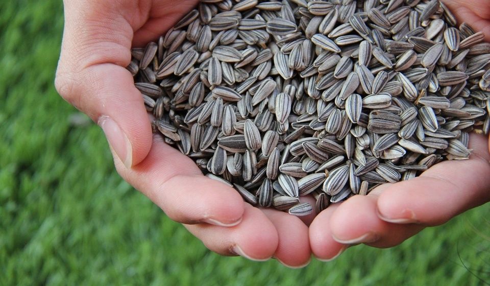 Переработка в Барышевке Рижей,семочки подсолнуха други маслянистых кул