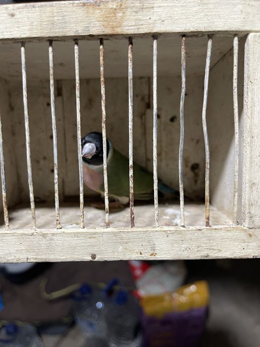 Troco por macho ou vendo em separado