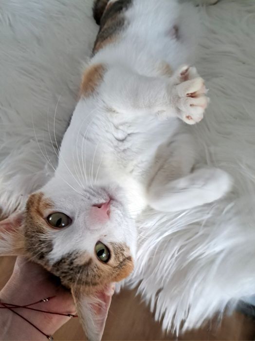 Młoda kicia koteczka do adopcji