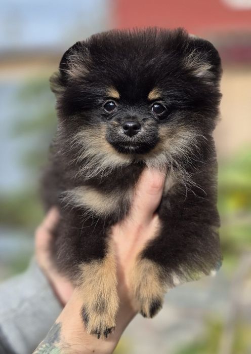 Роскошная любимочка, померанка.