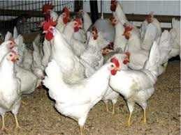 KURY nioski z jajkiem ROSSA LEGHORN !! Dowóz Gratis ! ZAPRASZAM !!
