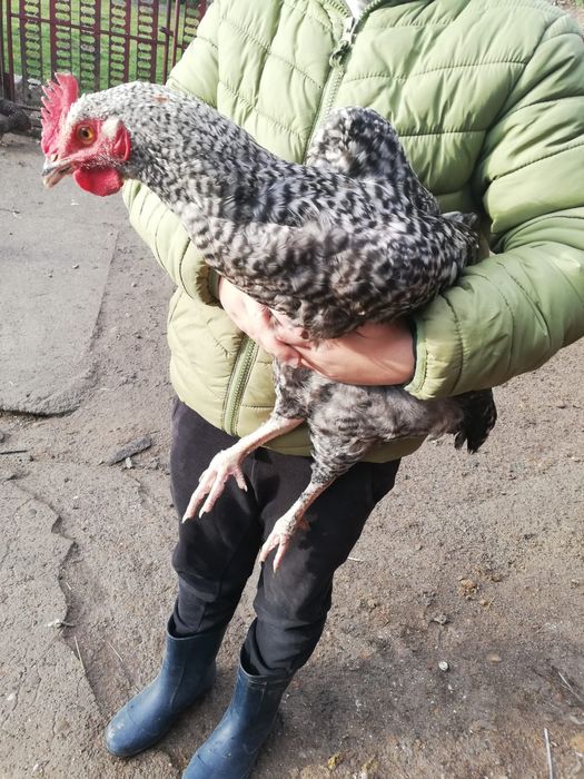 Sprzedam młode koguty