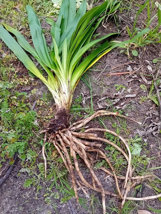 Agapantos / lírio Africano / Lírio do Nilo